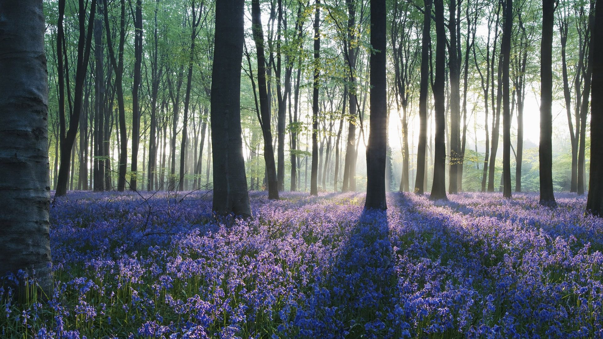 for desktop nature scenes beautiful scenery plant 2k