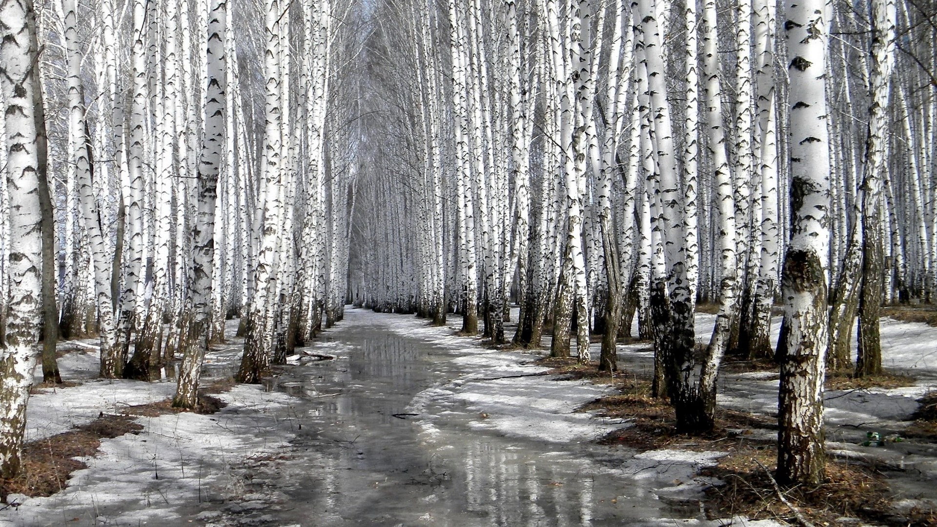 for desktop nature scenes beautiful scenery tree 2k