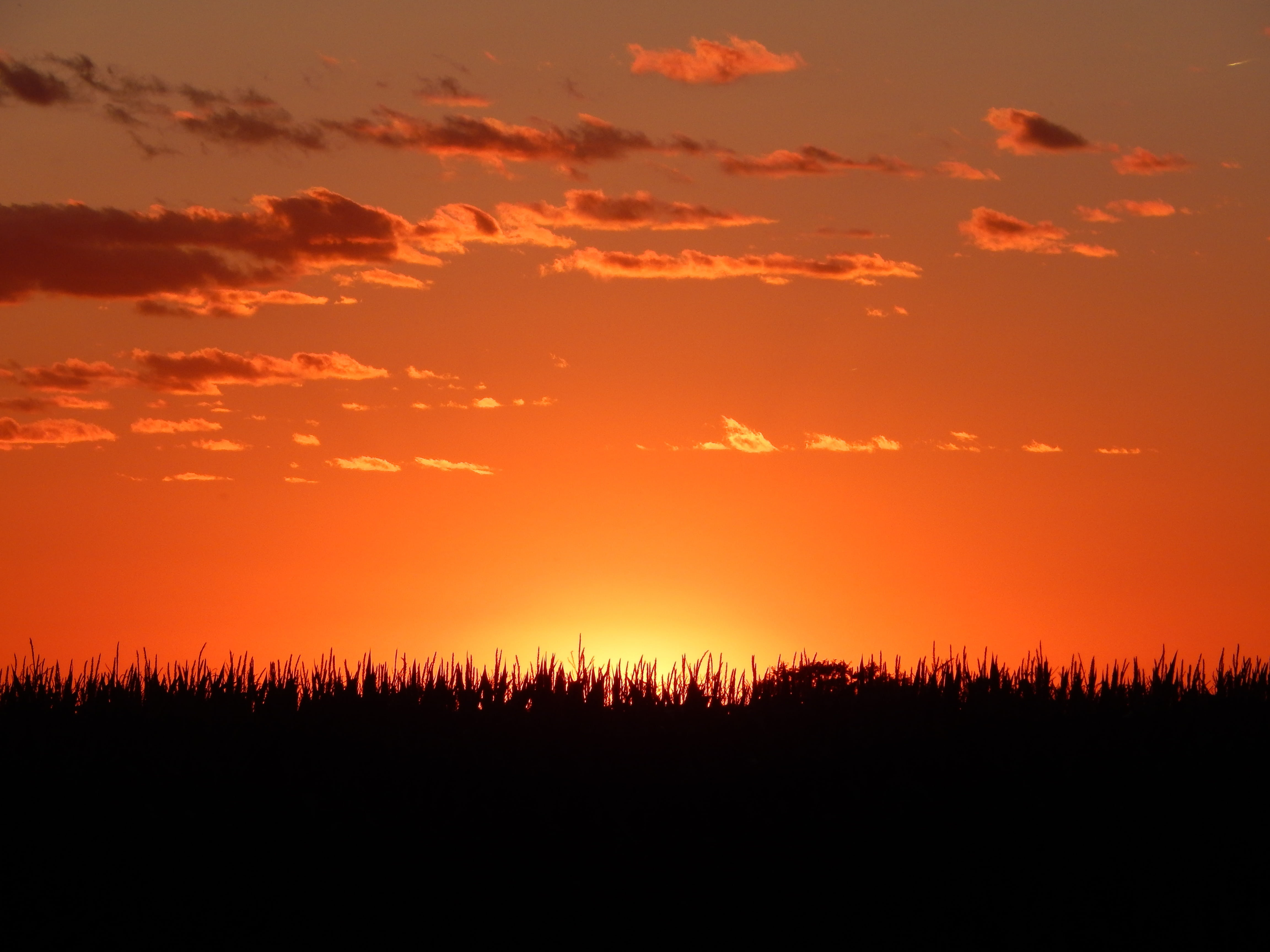 grass under golden hour sunset horizon midwest corn american 2k 4k 5k