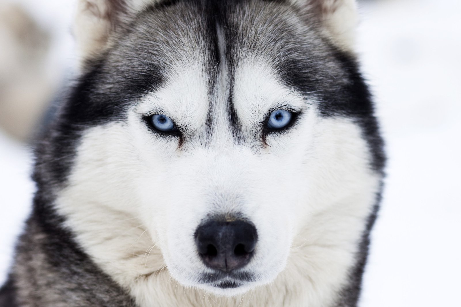 Husky dog in winter snow nature animal animals dogs eyes 2k 4k