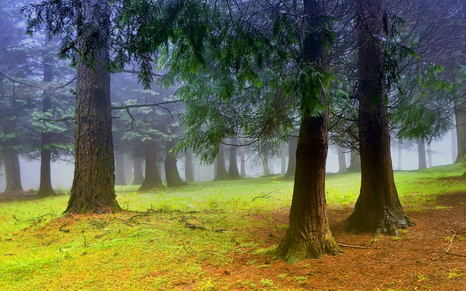 Nature scenery forest trees morning mist fog 2k