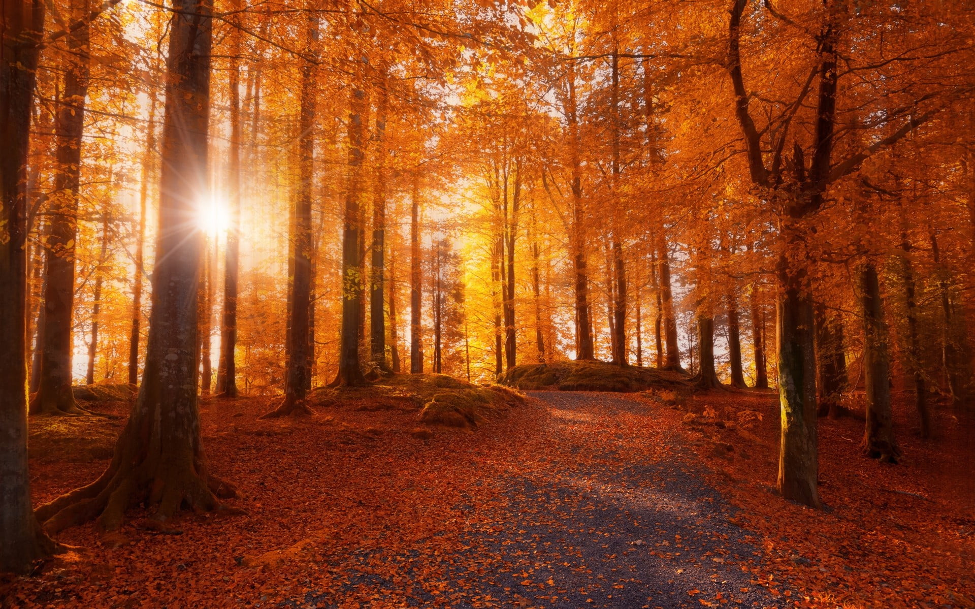 orange leafed forest sun ray passing through brown trees morning 2k