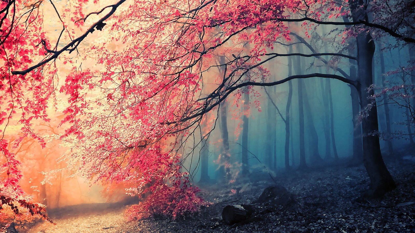 pink flowering tree landscape photo of forest nature trees 18 2k