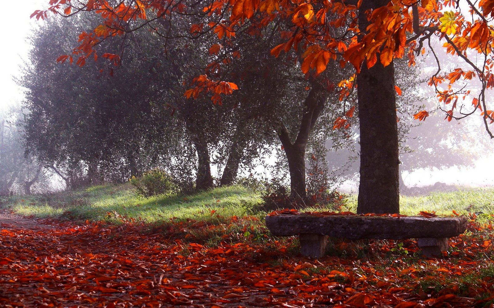 red leafed tree nature photography landscape park fall trees 2k