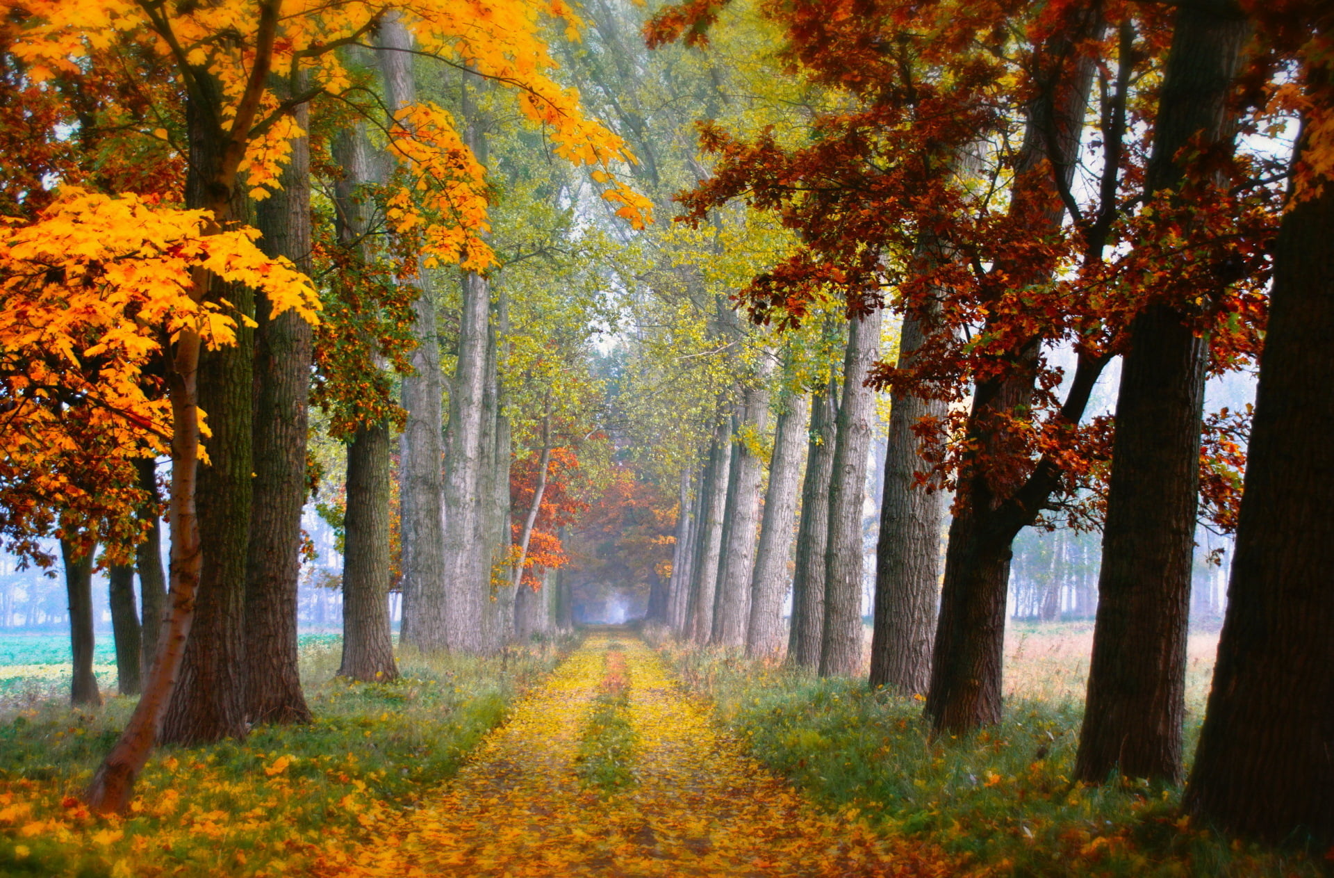 scenery of trees fall leaves road autumn plant change beauty in nature 2k