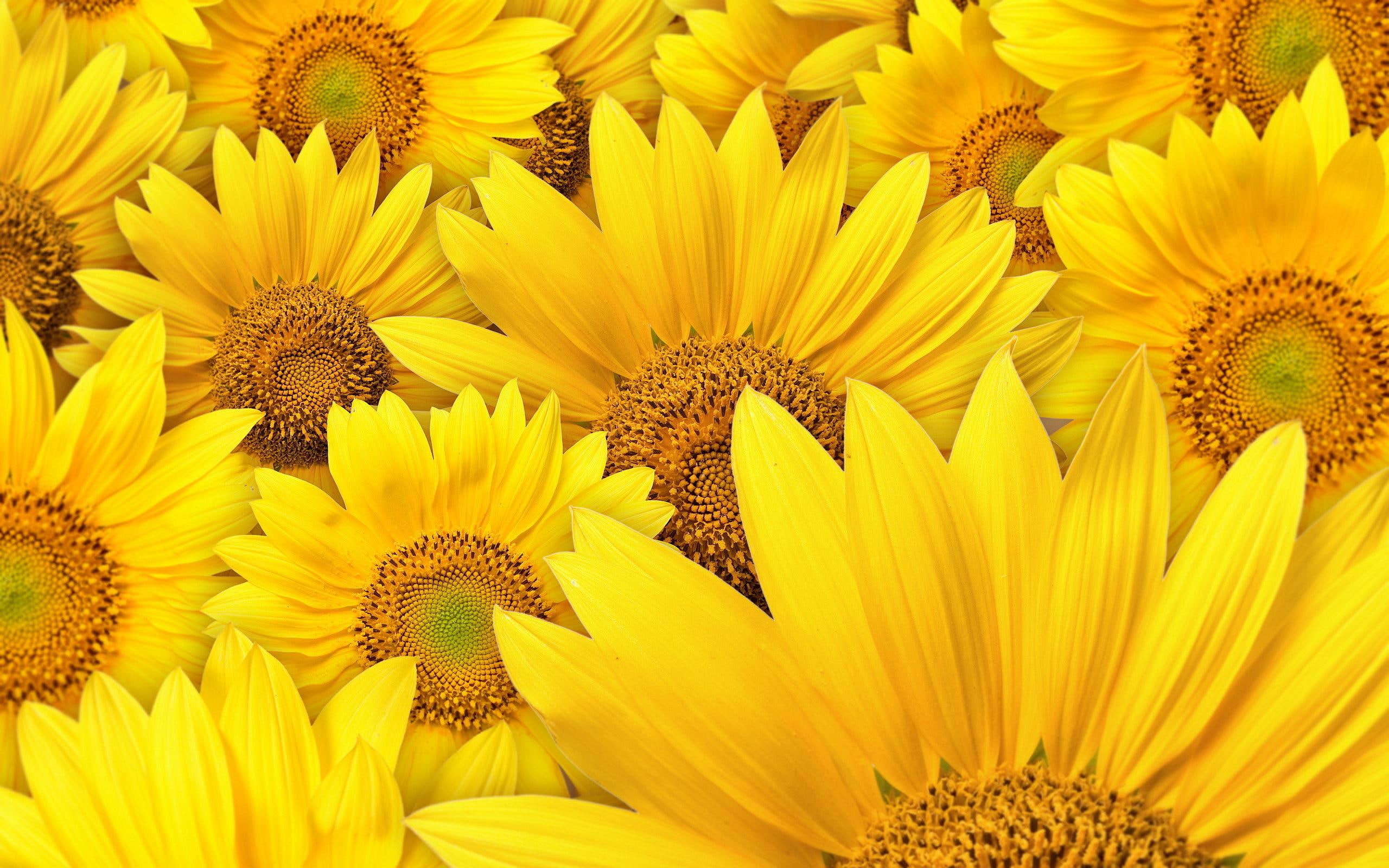 Sunflowers Background yellow flowers nature 2k