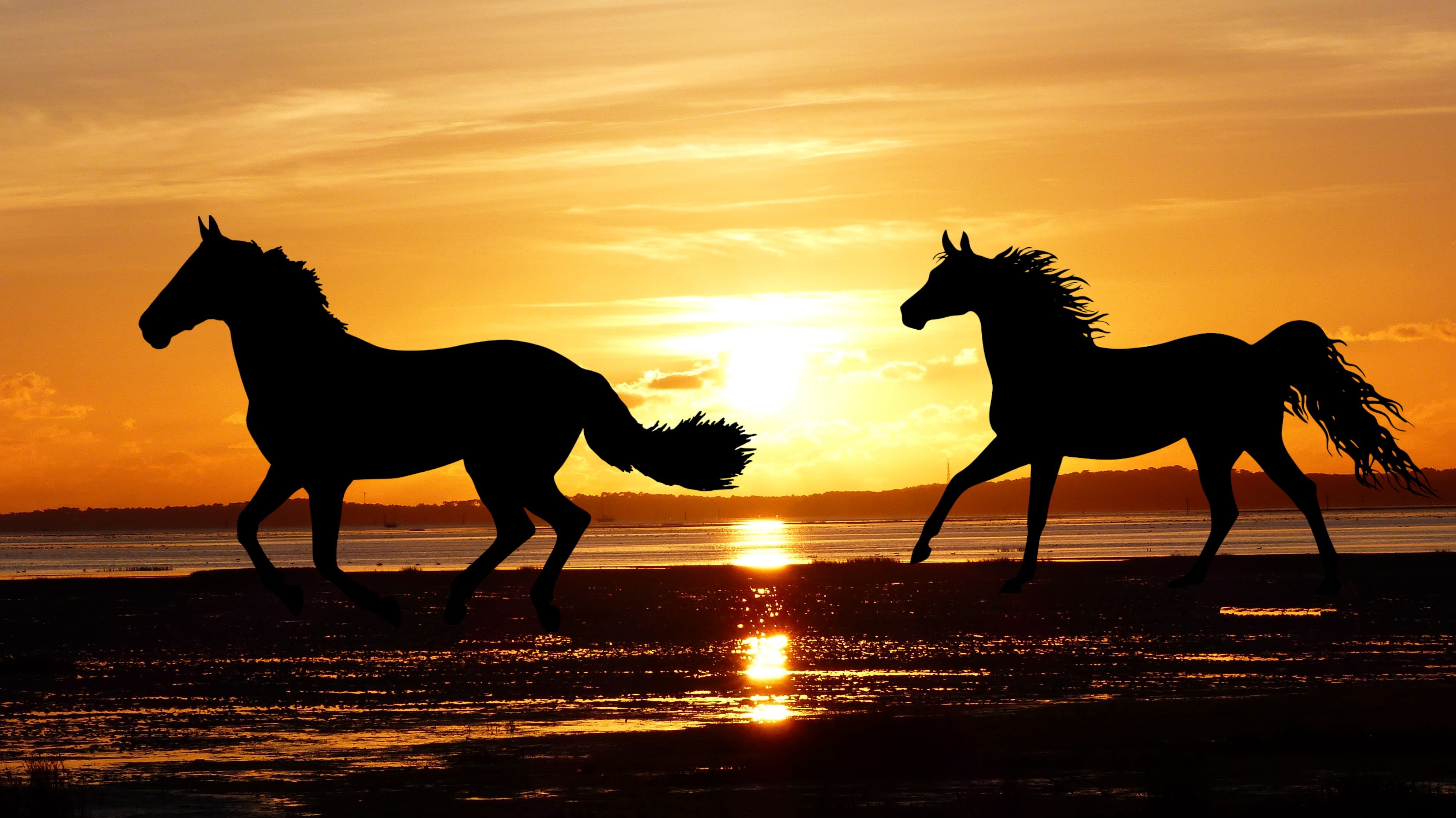 sunset horses wild nature silhouette ocean beach tide 2k 4k