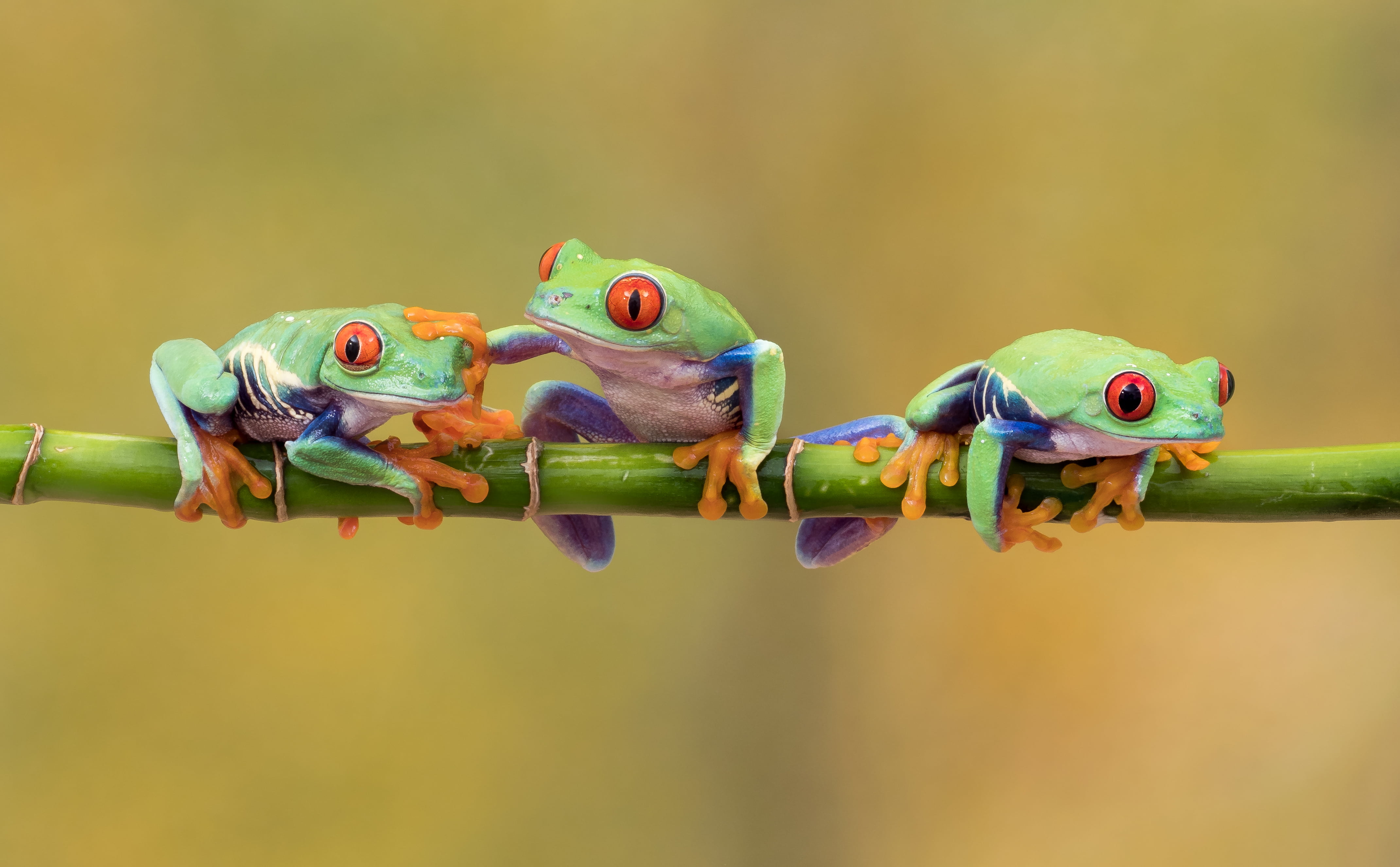 three green frogs on branch Three s a crowd buddy Olympus OMD 2k 4k