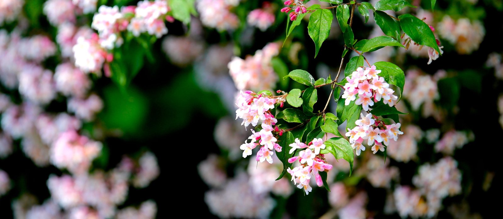 White and Pink Flower bloom blossom flora flowers nature 2k 4k