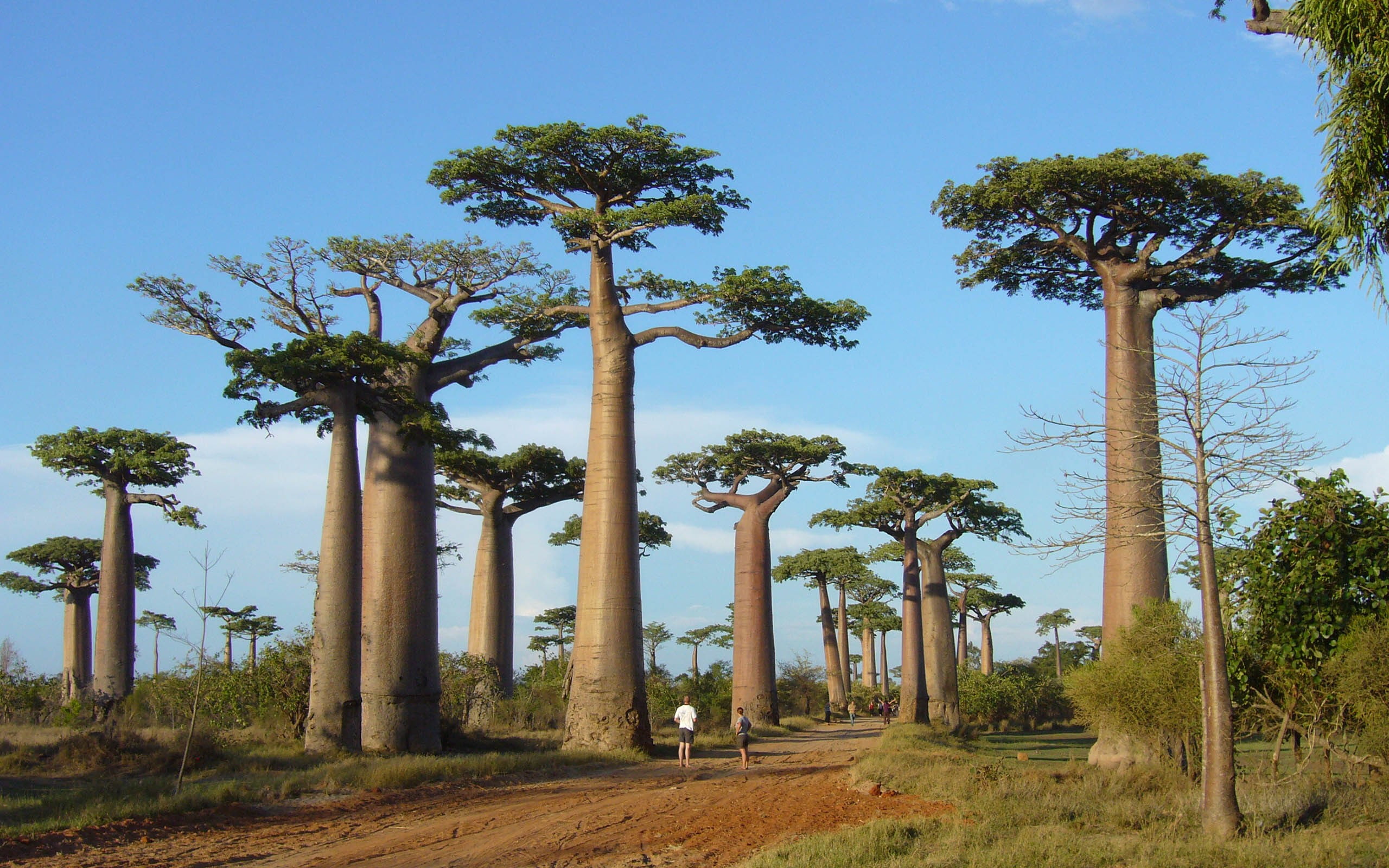 Africa trees baobabs nature plant sky growth tree trunk 2k
