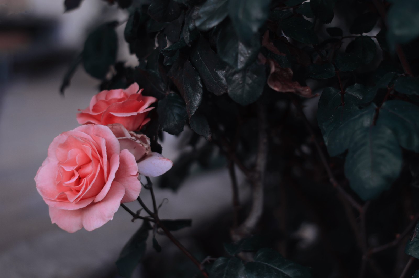 israel nazareth summer photography aesthetic roses symmetrical 2k 4k 5k