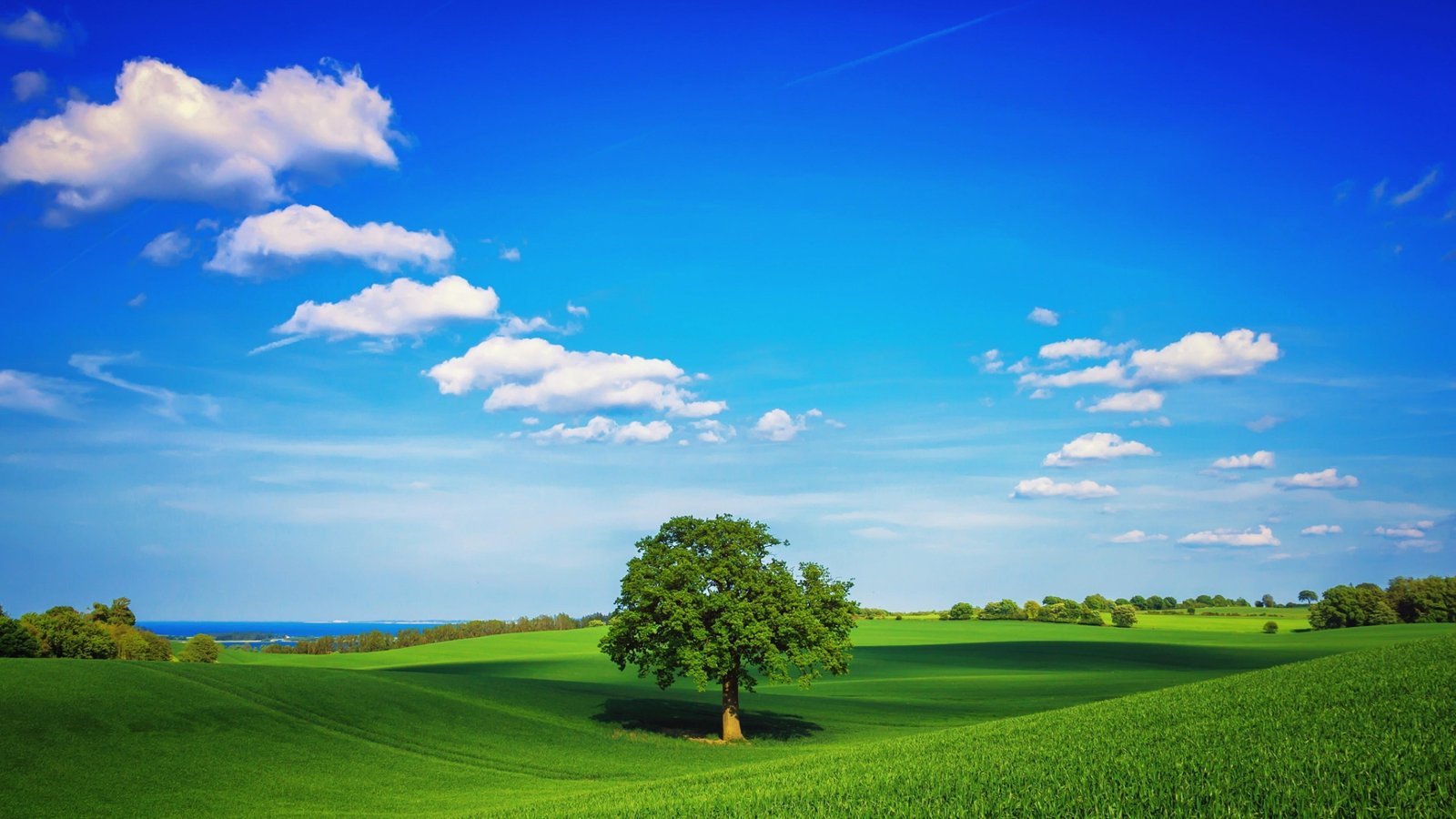 landscape lonely tree green field blues sky sunny scenery 2k 4k