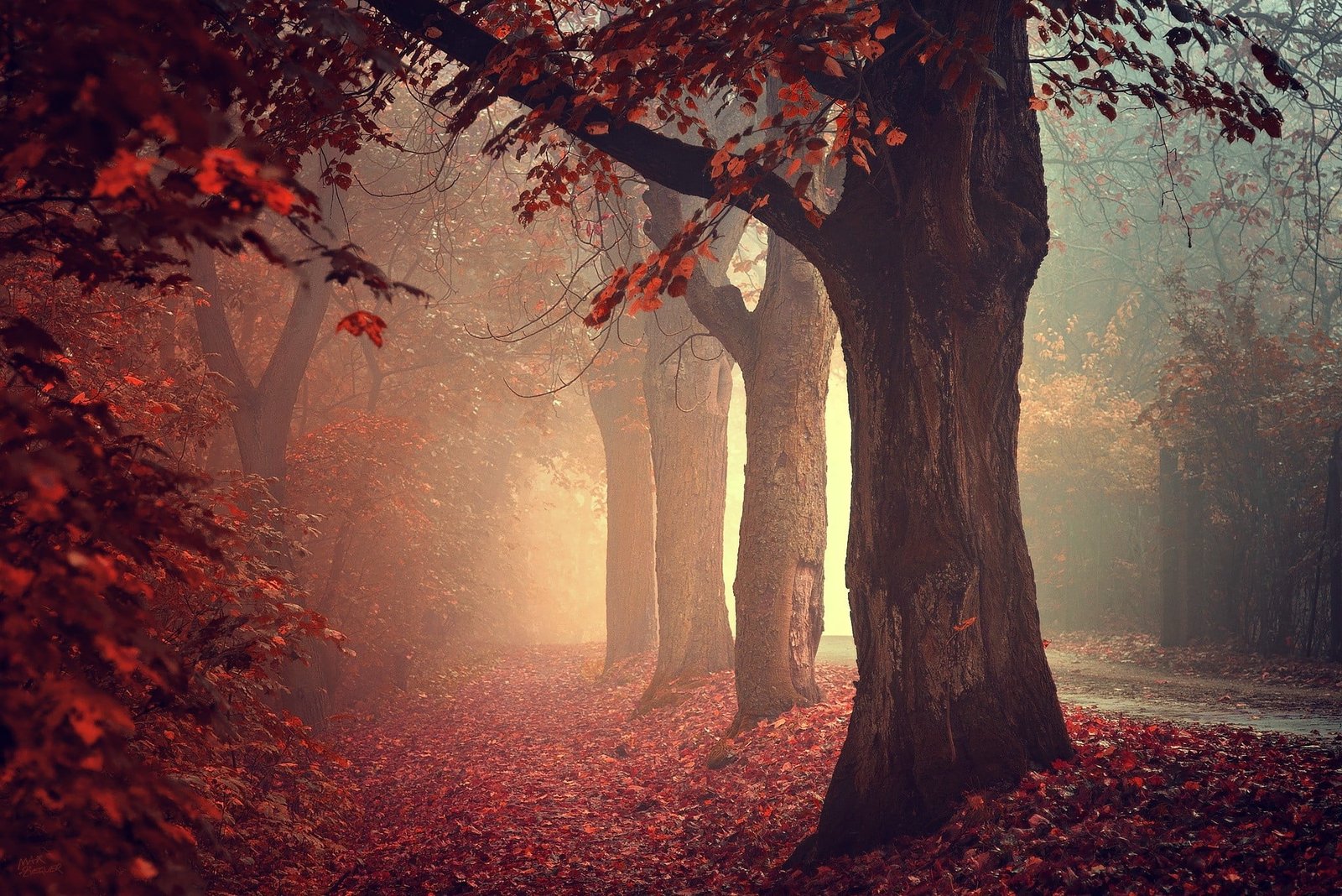red leafed tree photo of flowering nature trees fall 2k