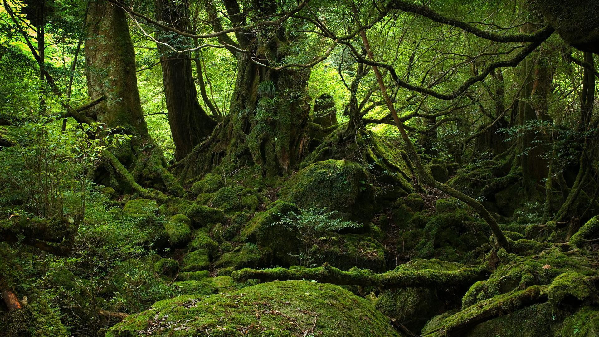 Yakushima Japan rock nature light grass leaves moss trees 2k