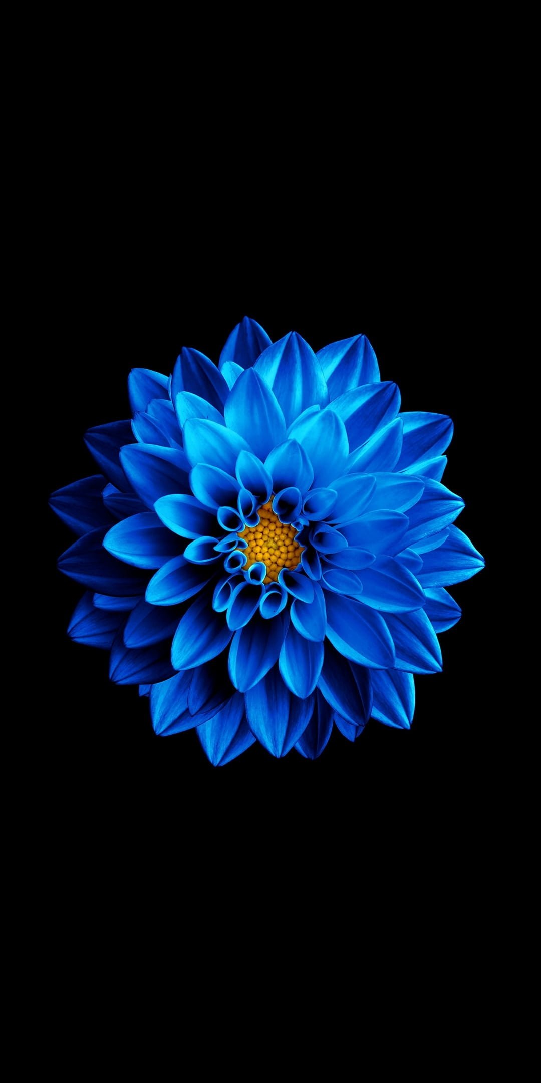 Samsung Super Amoled Dark electric blue Flower Theme herbaceous plant HD phone wallpaper