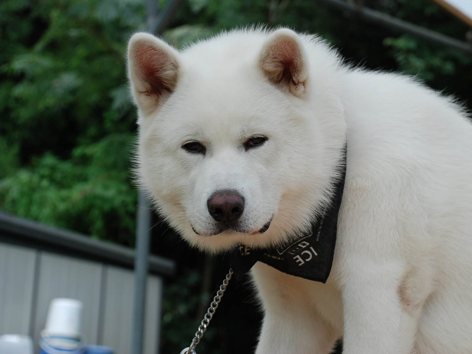 white Korean jindo dog akita inu face eyes animal pets sled Dog 2k