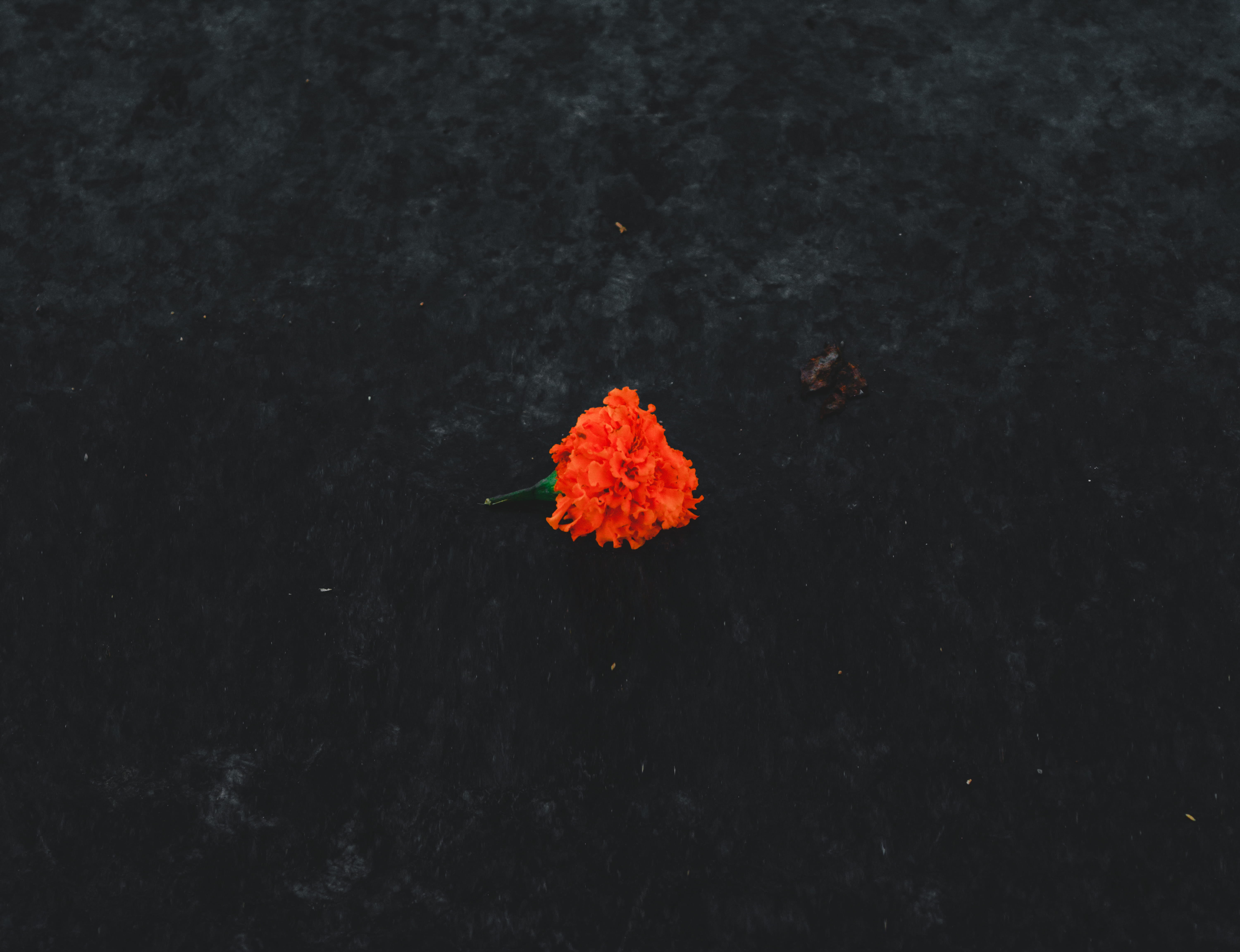 flower marriage wedding on ground orange 77 2k 4k 5k