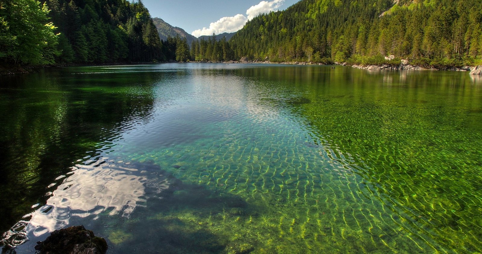 austria bosque lago naturaleza water tree lake plant 2k 4k