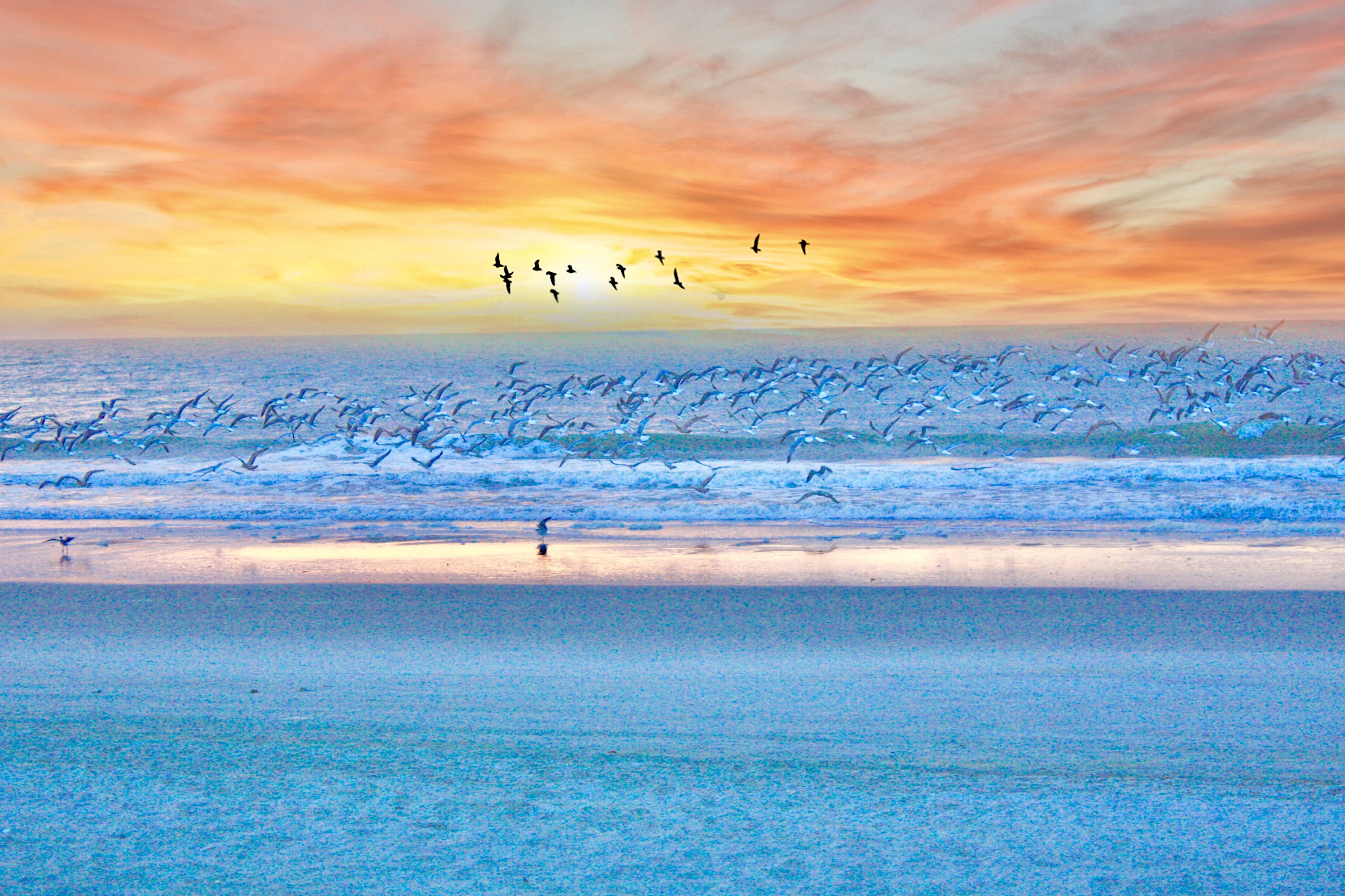 birds flying on the beach myrtle sunrise ocean sand 2k 4k