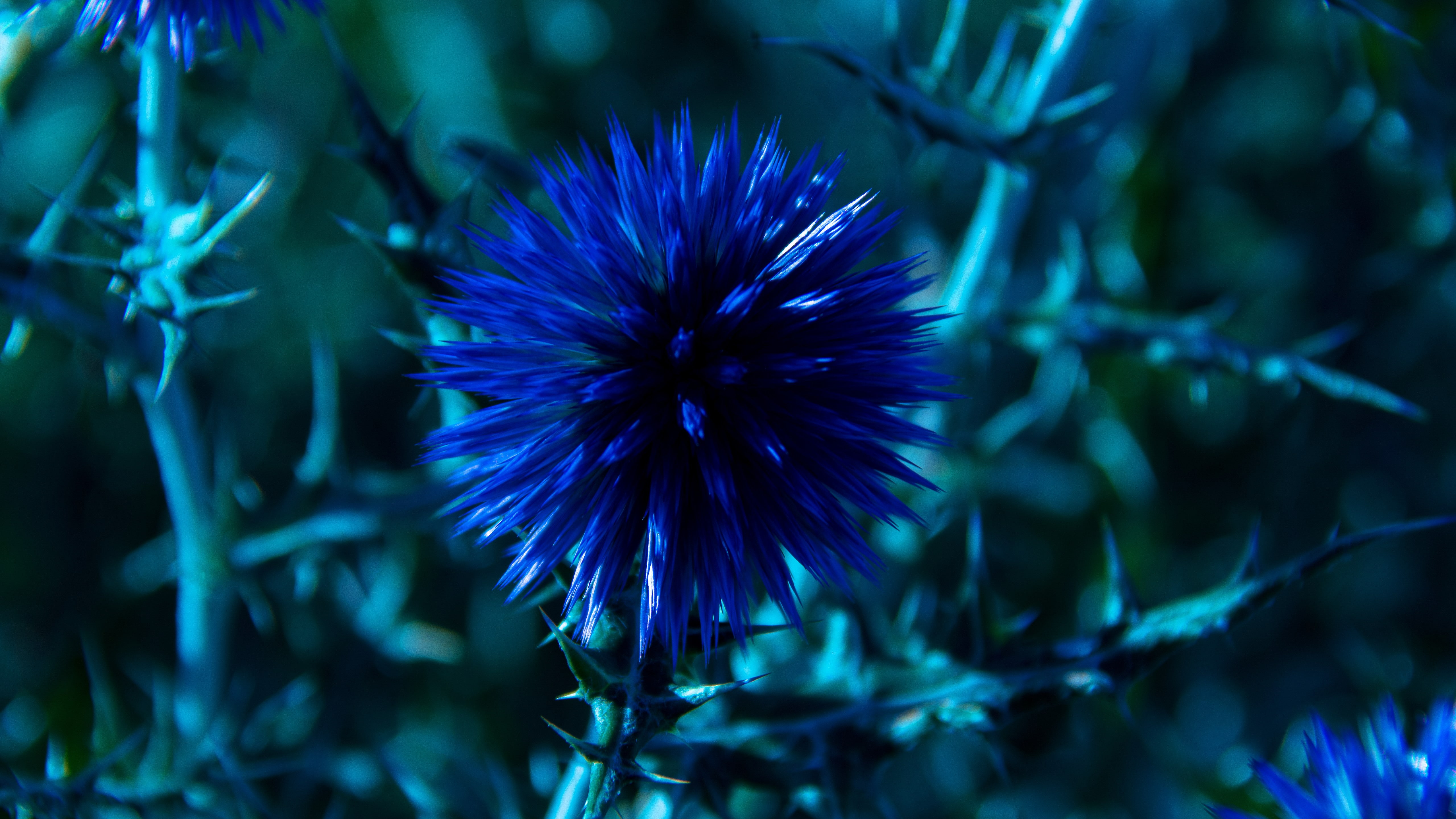 closeup photo of blue petaled flower Chardon wallpaper 2k 4k 5k