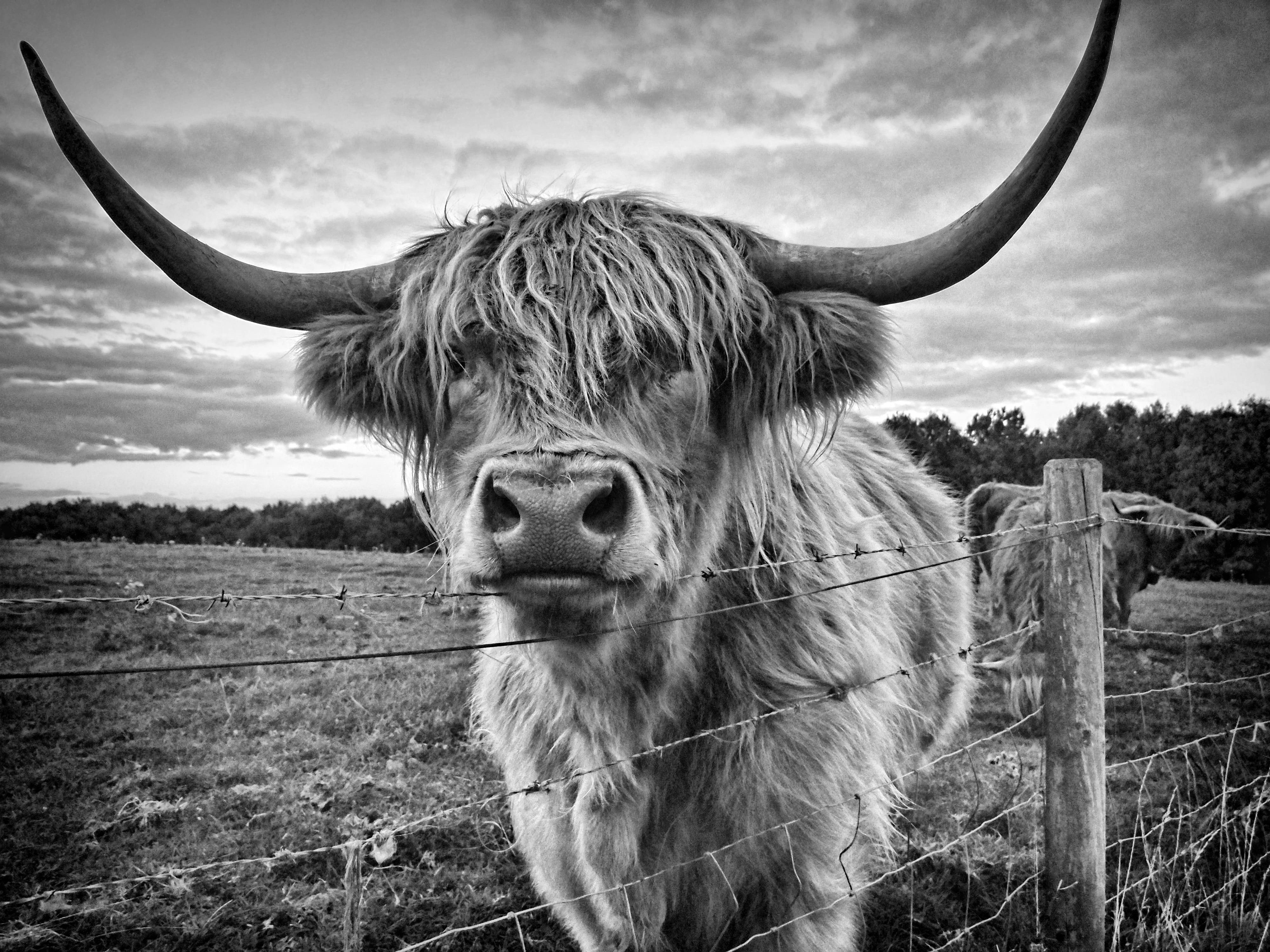 grayscale photo of highland cattle on grass field cow 2k 4k