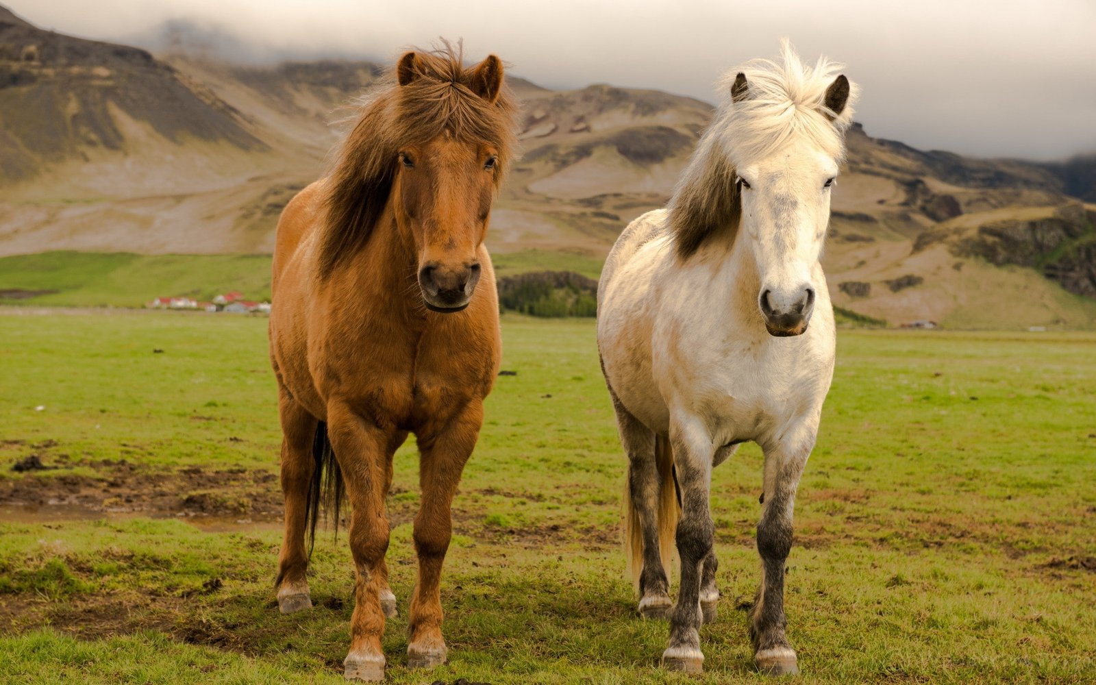 nature animals horse icelandic horses 2k