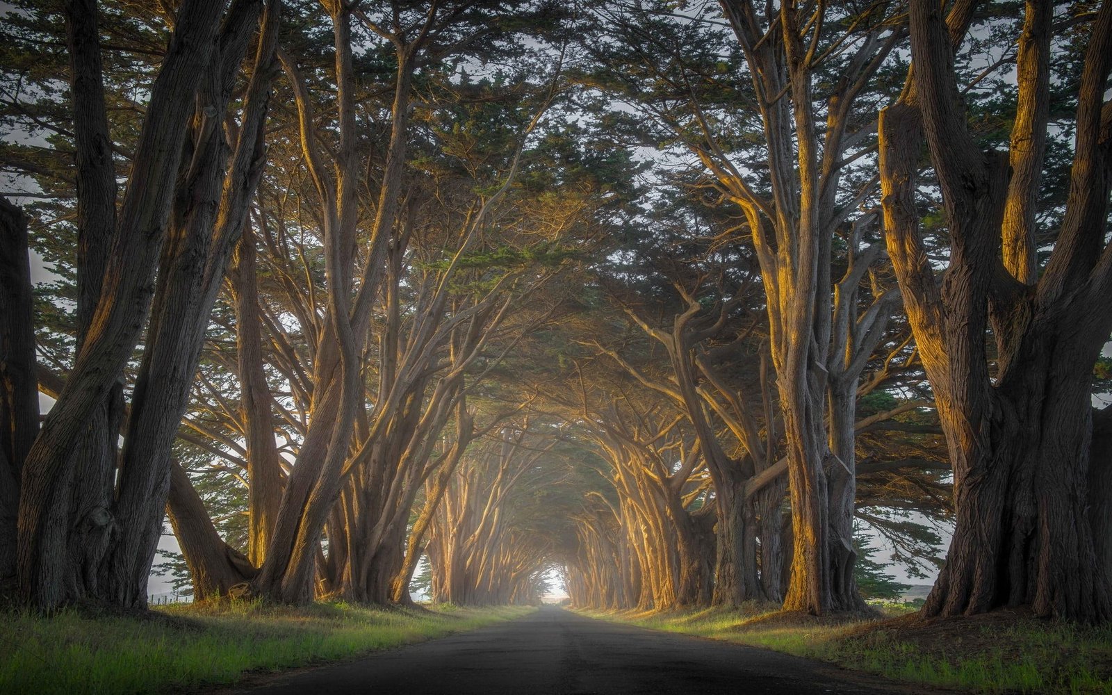 green leaf trees nature landscape cypress road mist tunnel 2k