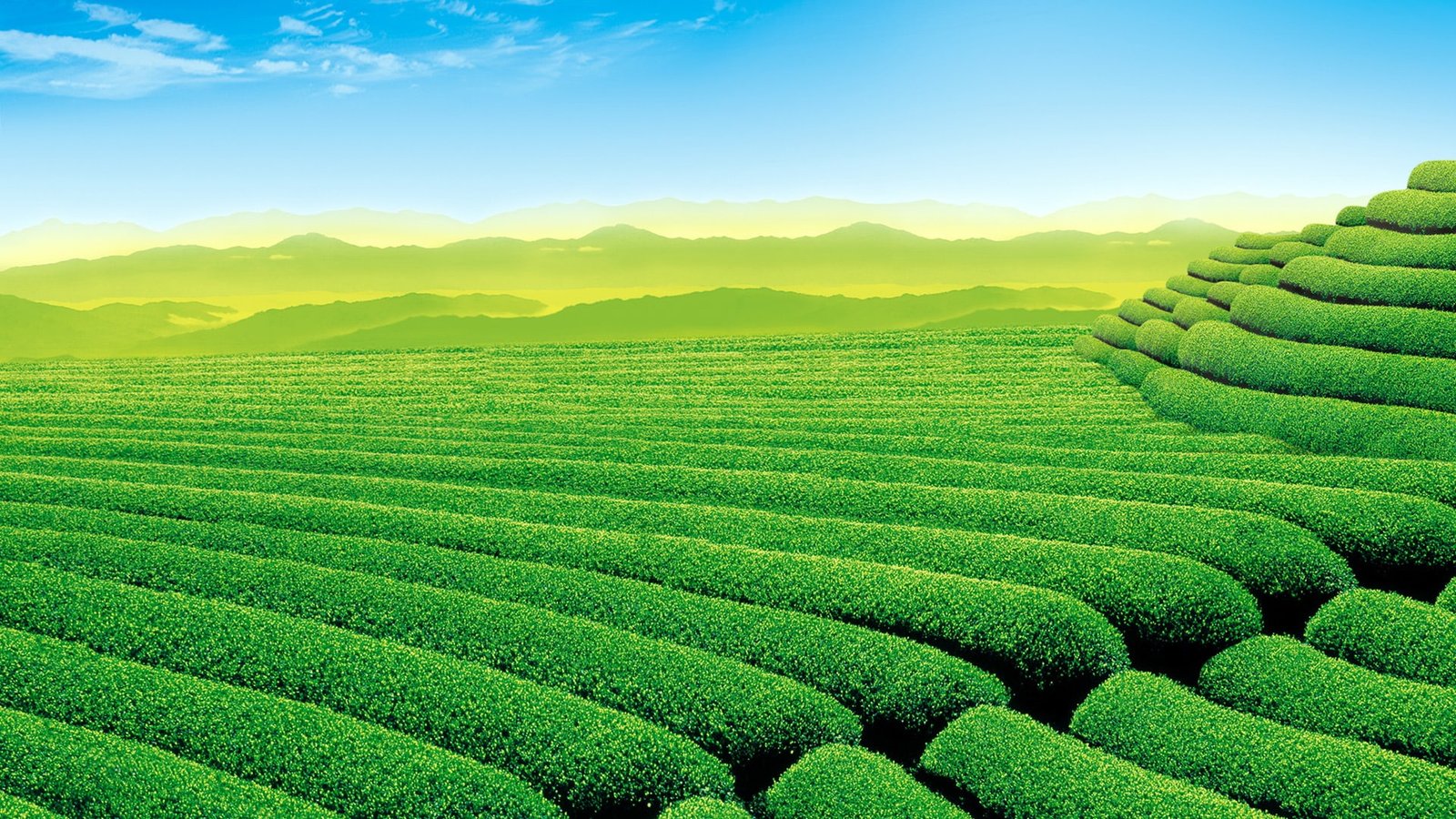 Green tea plantation Scenery HD desktop wallpaper green plant field 2k