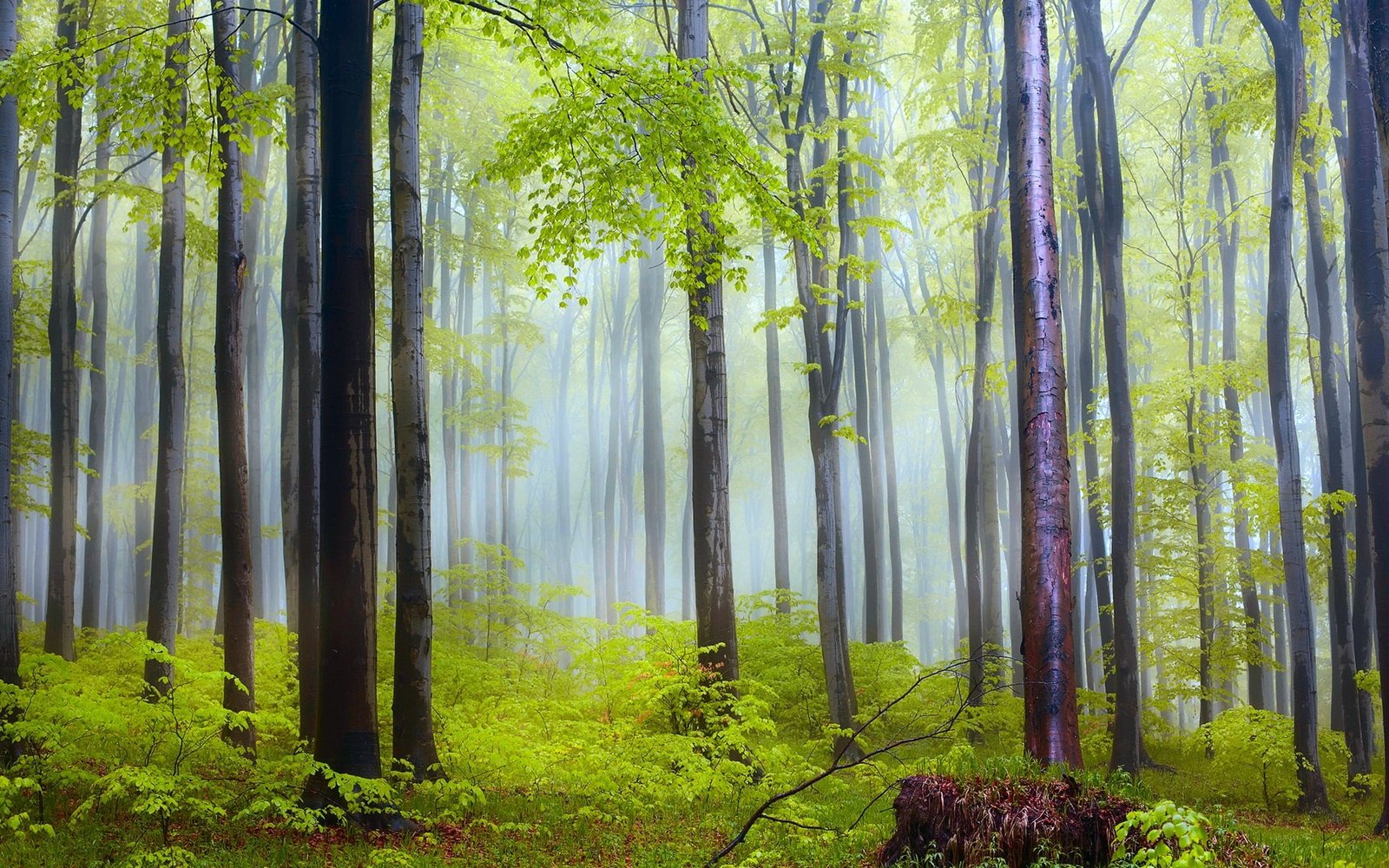 Nature scenery forest trees morning fog after rain in 2k