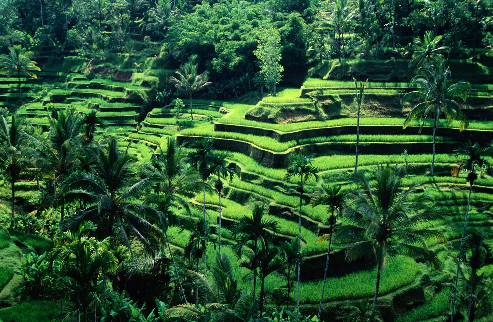 Bali Indonesia green rice field Asia Travel Nature Landscape 2k