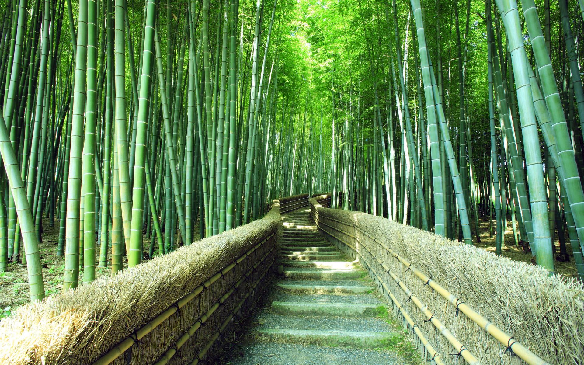 Bamboo forest trails green scenery bamboo plants near pathway 2k