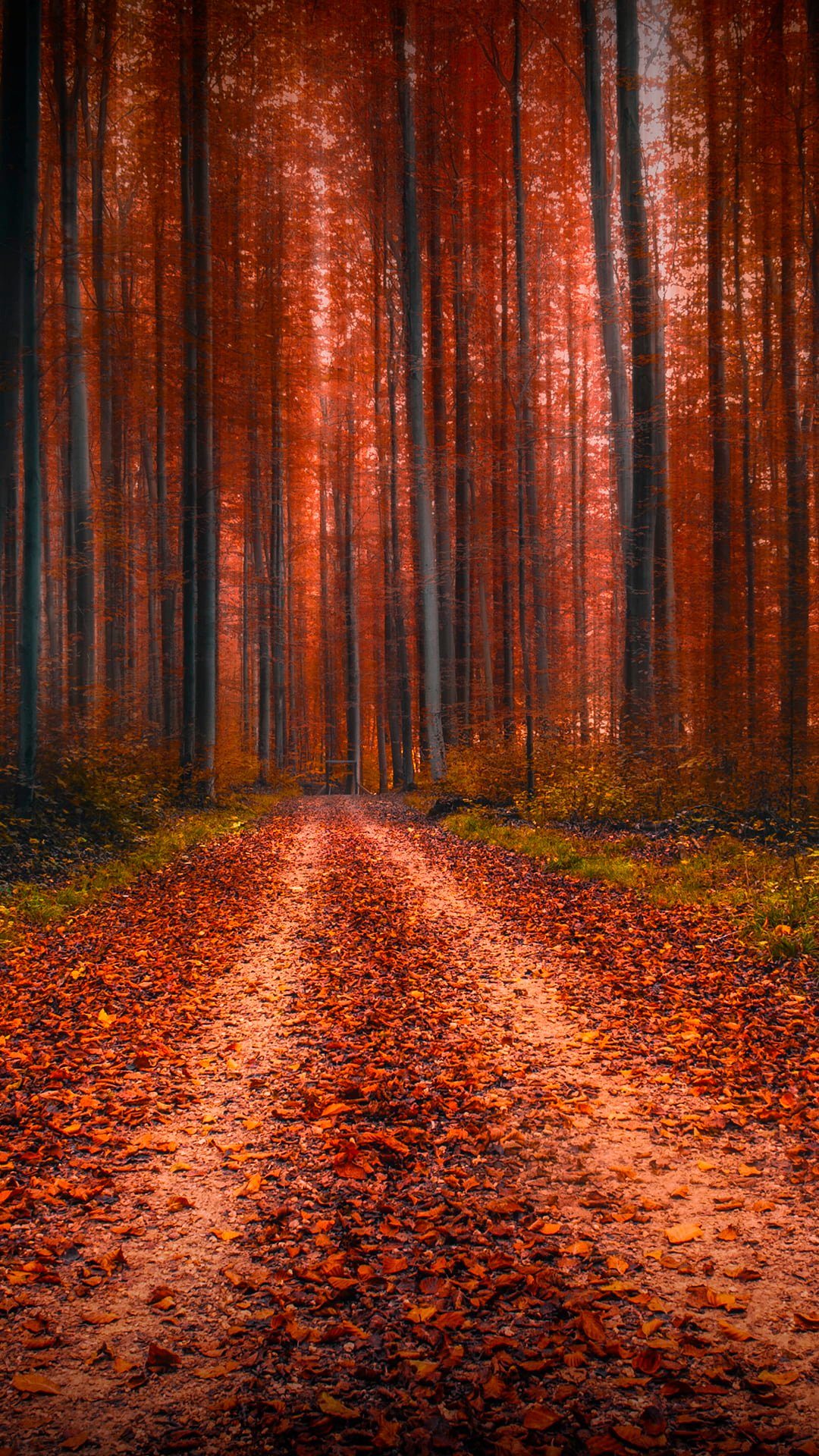brown and black area rug nature landscape portrait display