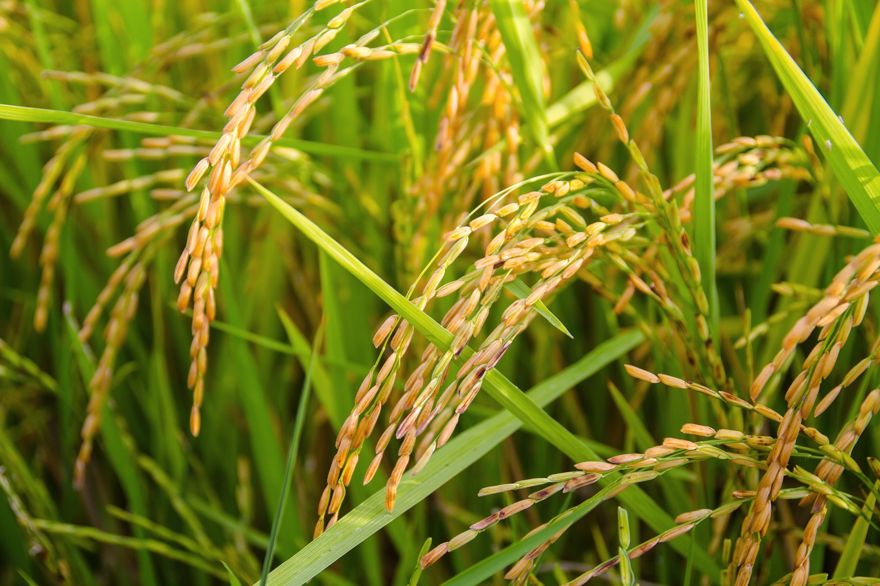 green leaf wheat rice sheaves of gold Paddy agriculture 2k