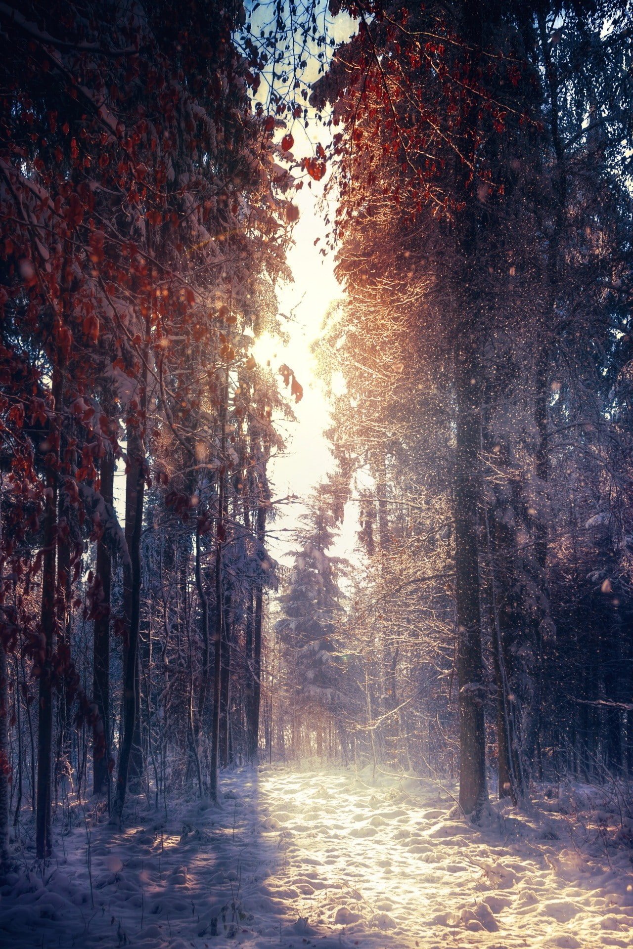 nature photography portrait display tree plant forest
