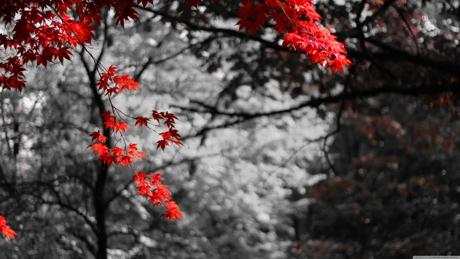 pink leafed tree selective photography of red flowers nature 2k 4k