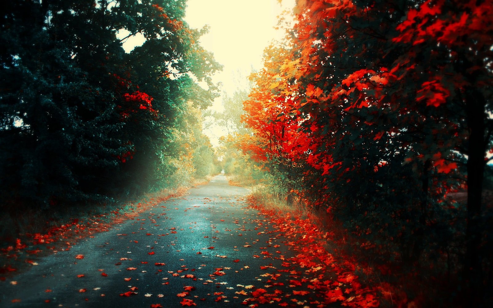 red and green leaf trees pathway in between daytime 2k