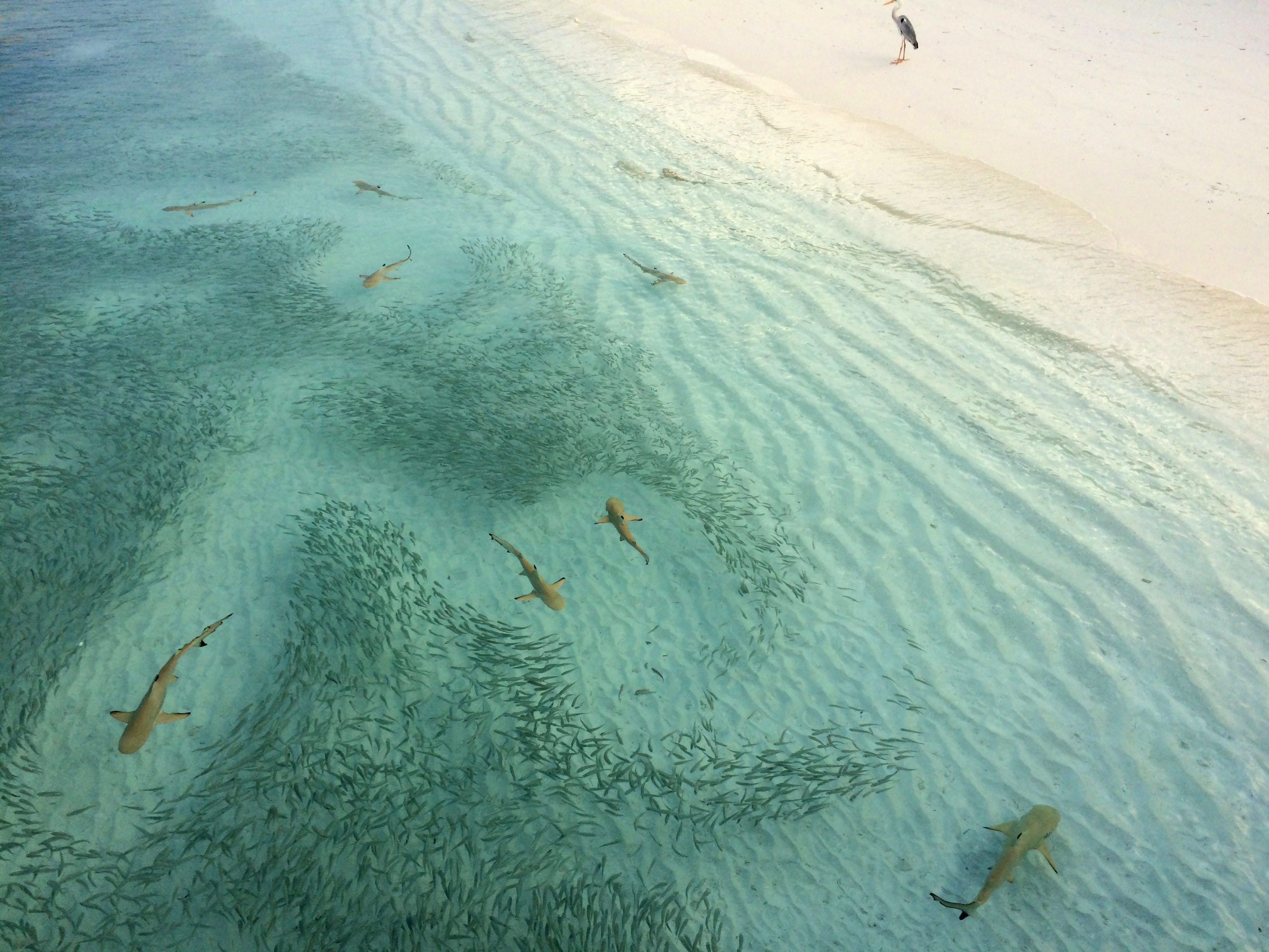 shoal of fish on beach sea shore shark hunting maldives 2k