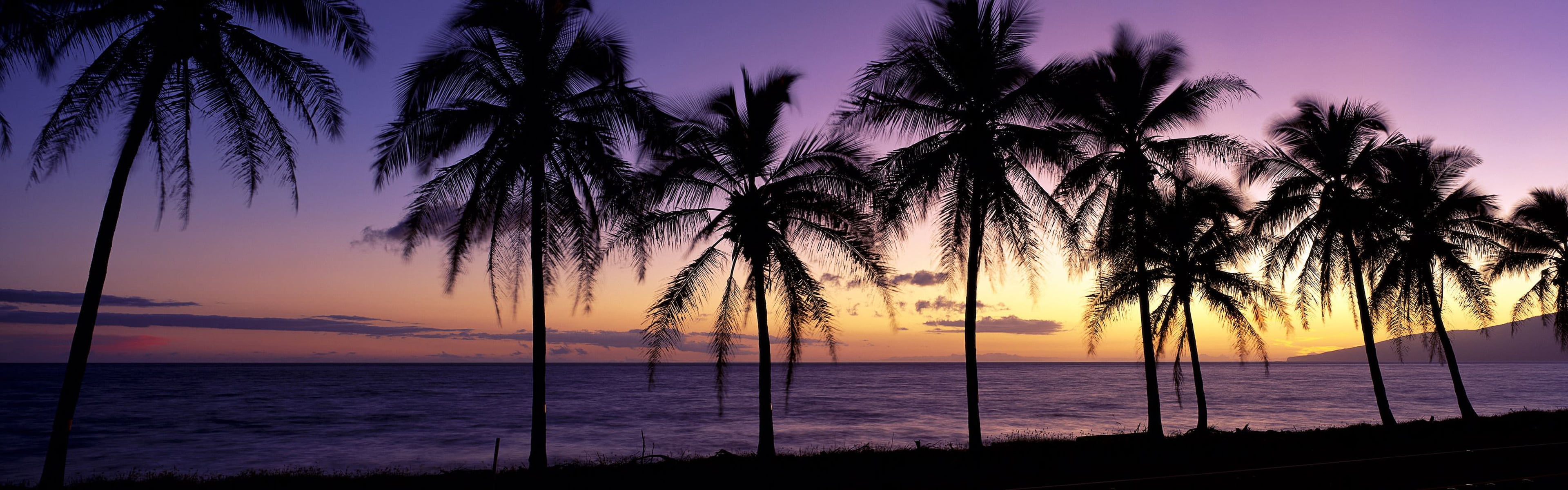 silhouette of coconut trees beach landscape sunset sunrise 2k 4k