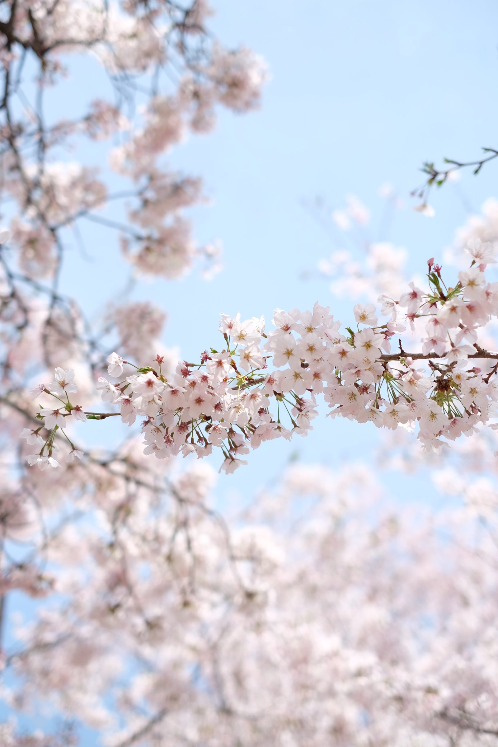 white cherry blossom under clear blue sky during daytime Korean Sakura 2k 4k 5k
