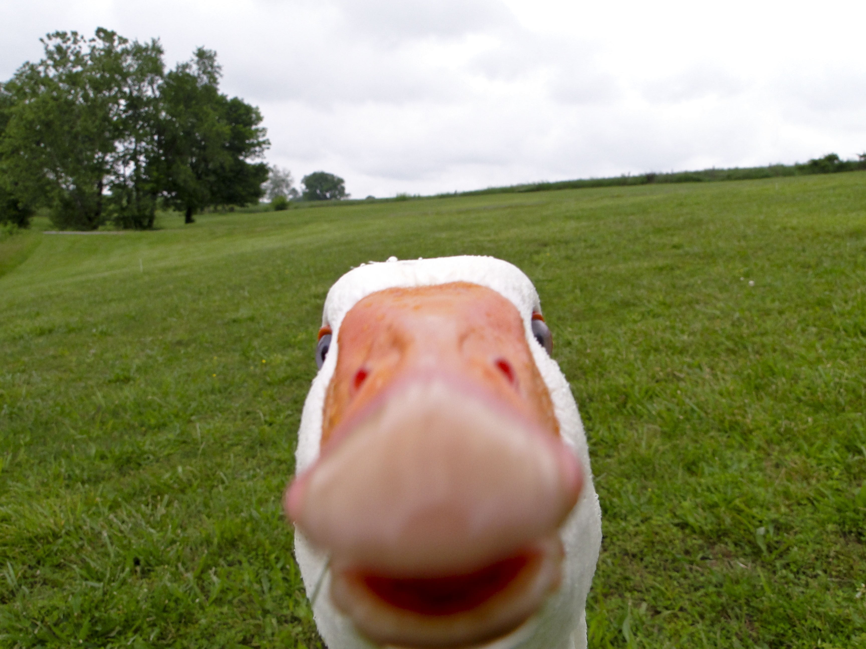 white goose animals selfies geese memes birds grass plant 2k