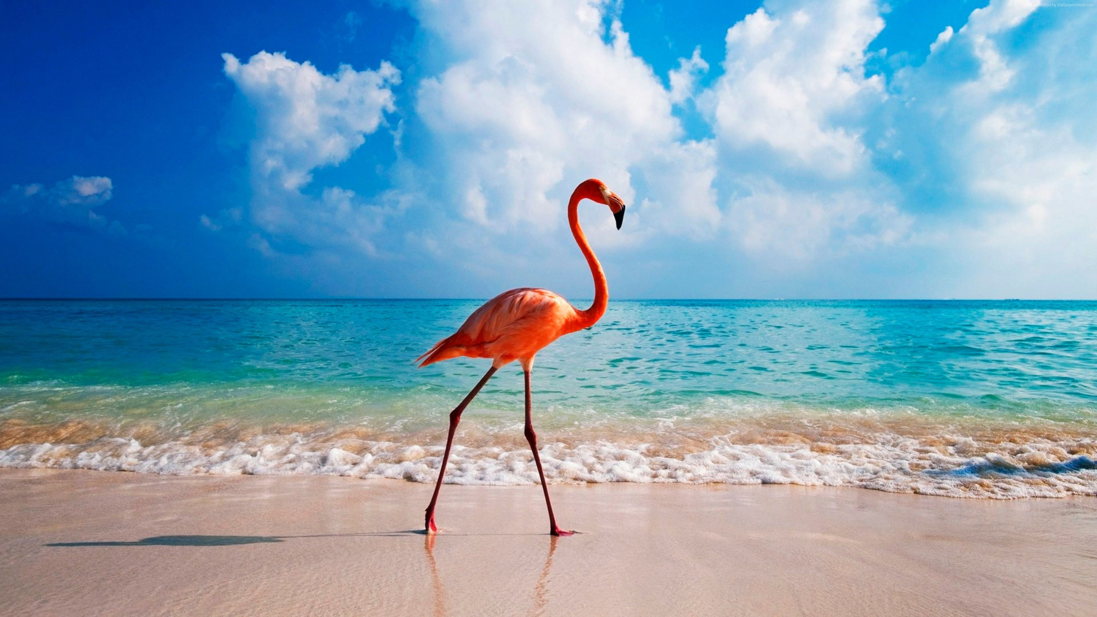 bird flamingo ocean beach 2k 4k