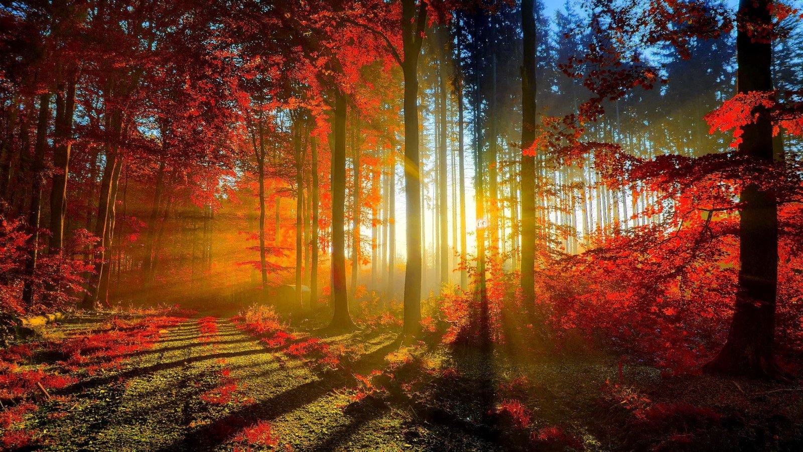 full h d of nature tree autumn plant forest 2k