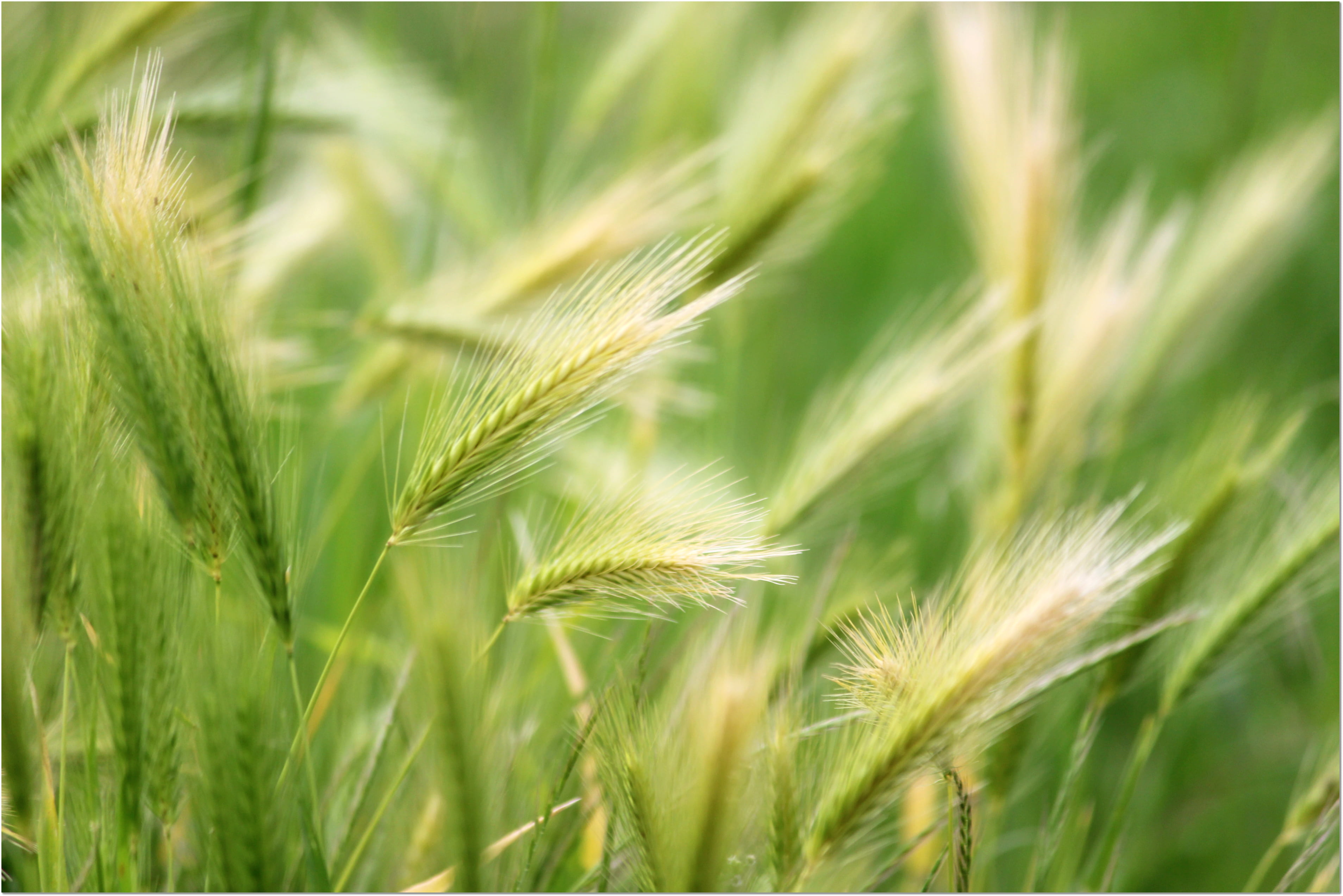 green wheat field shallow focus photography Simple nature Explore 2k 4k
