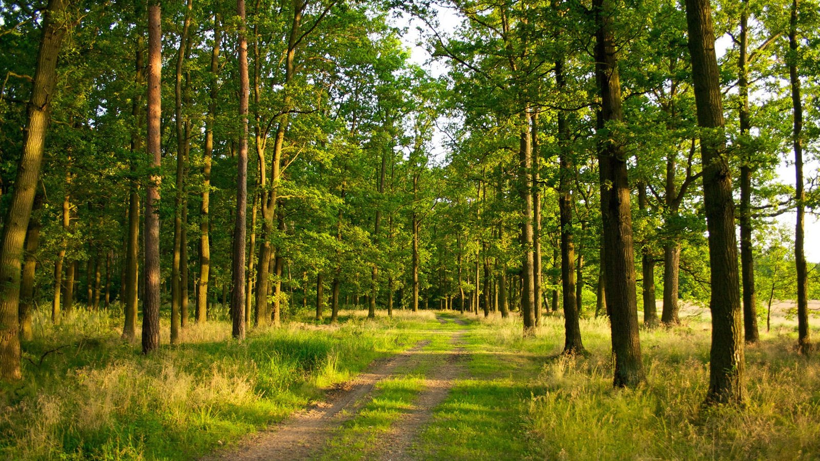 nature forest landscape tree pathway park grass summer 2k