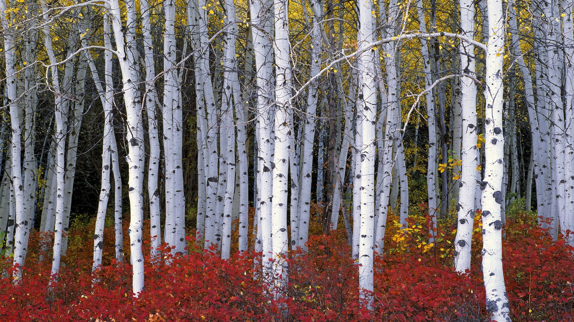 red flower field nature wood trees forest leaves birch 2k