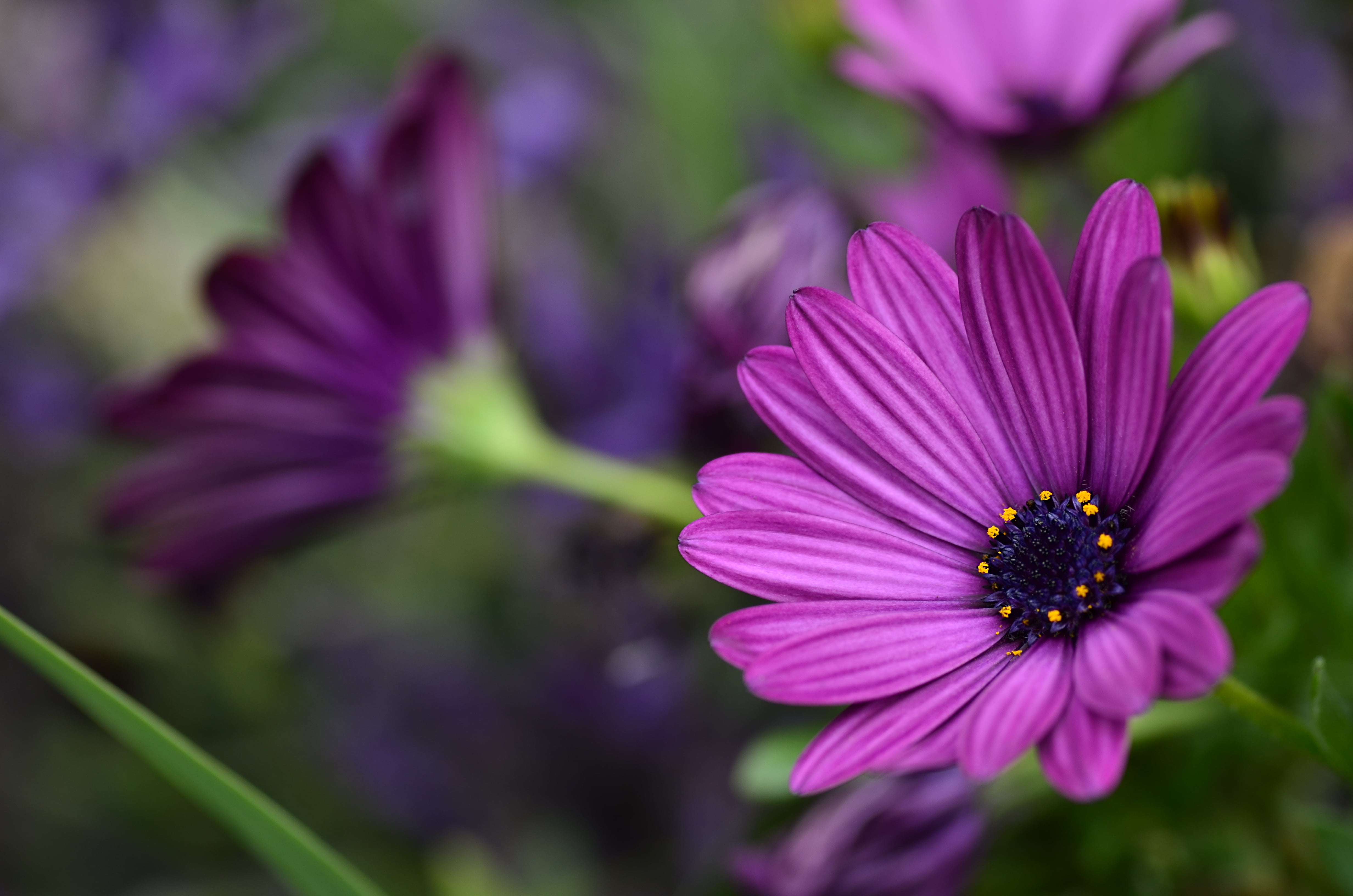 selective focus photography of purple daisy osteospermum 2k 4k 5k