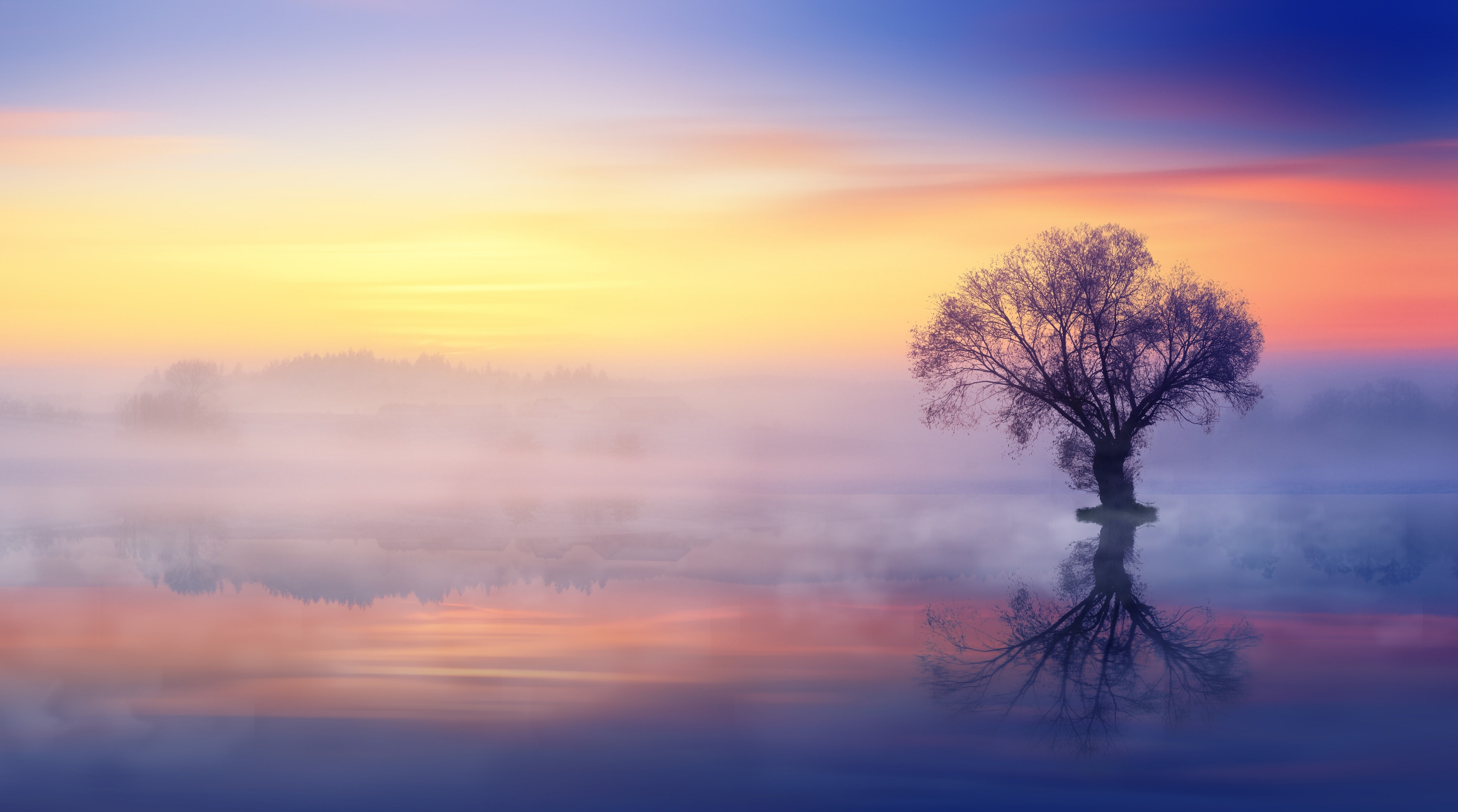 Single Tree Mist Over Lake HD Wallpaper silhouette photography of tree on body water 2k 4k 5k