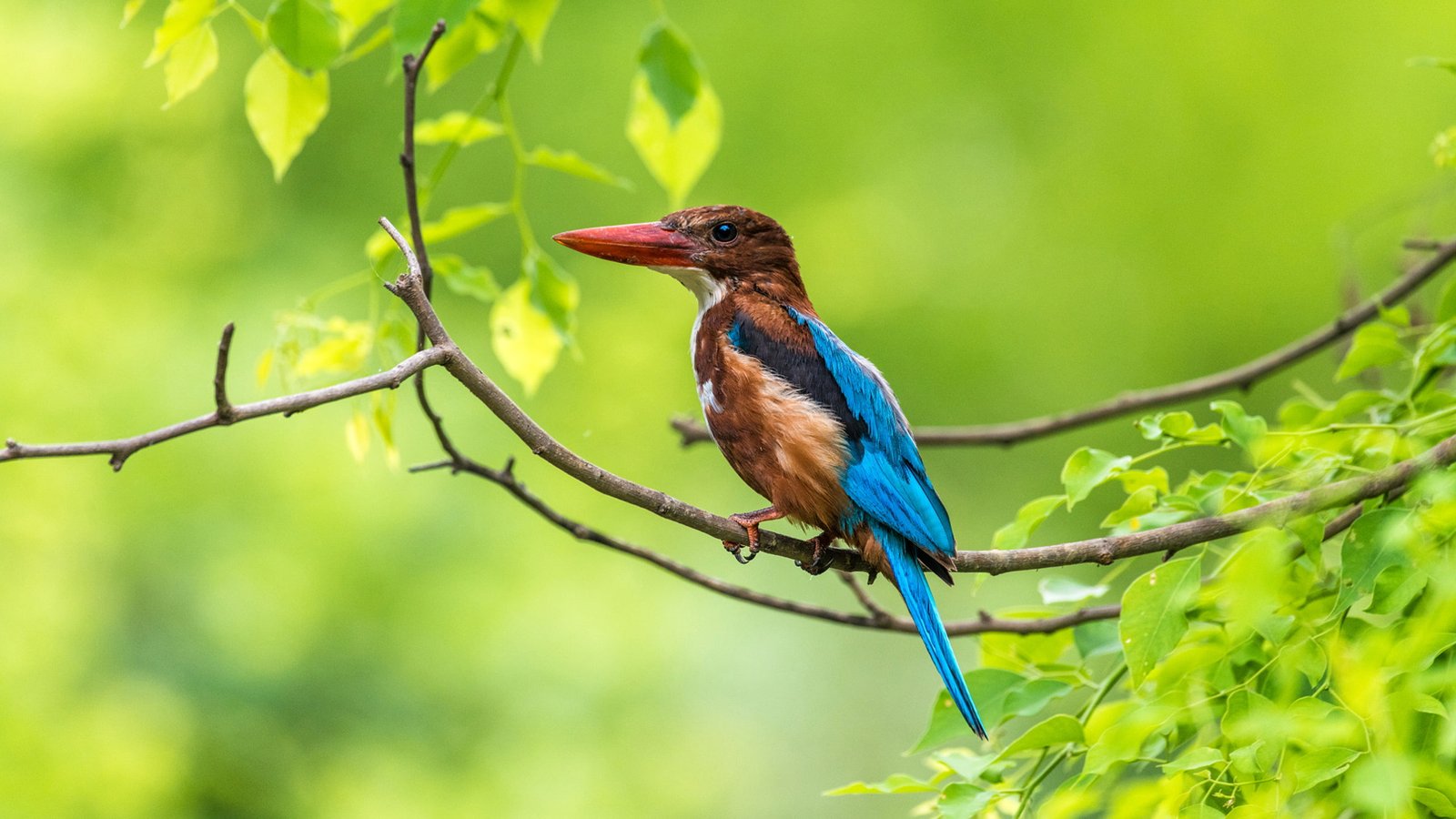 Birds Kingfisher Hues Of A Hunter From India Ultra Hd Tv Wallpaper For Desktop Laptop Tablet And Mobile Phones 2k 4k