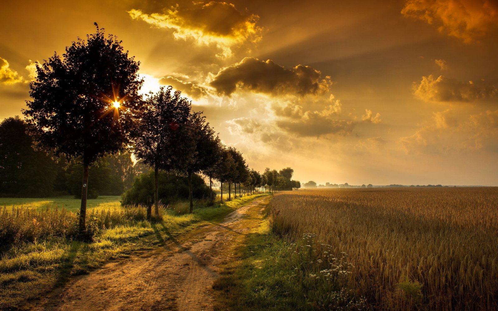 green leafed tree during golden hour landscape nature sunset 2k