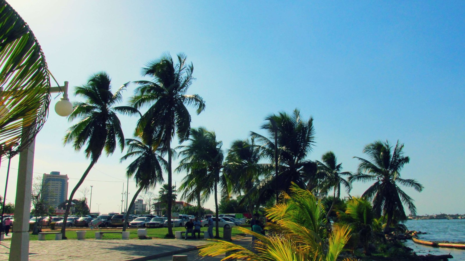 beach city park lake maracaibo palm tree sunny day 2k 4k